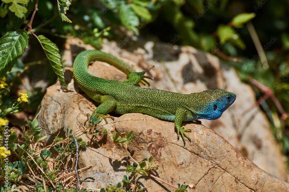 The European green lizard (Lacerta viridis)