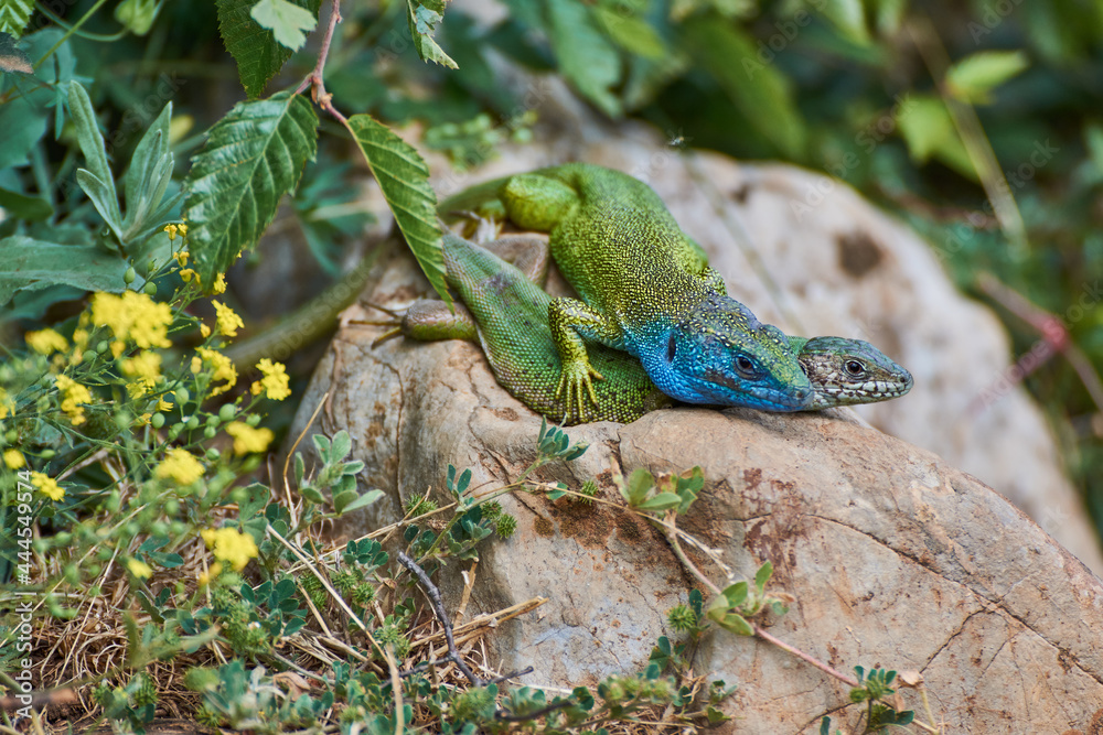 Fototapeta premium The European green lizard (Lacerta viridis)