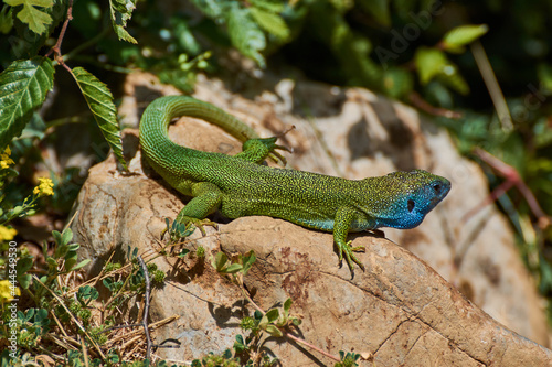 The European green lizard (Lacerta viridis)