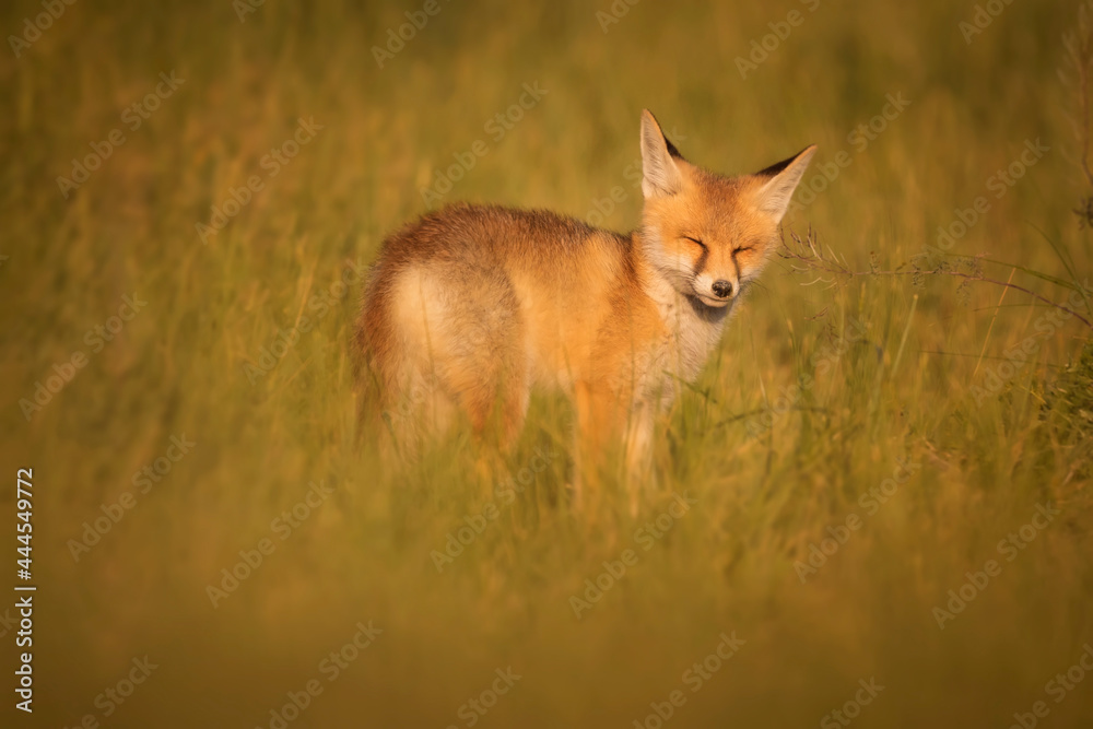 Cute Fox. Green nature background. Red Fox. Vulpes vulpes. Cute Fox. Green nature background. Red Fox. Vulpes vulpes.