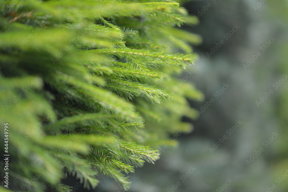 Christmas tree, greenery, plants, needles, forest