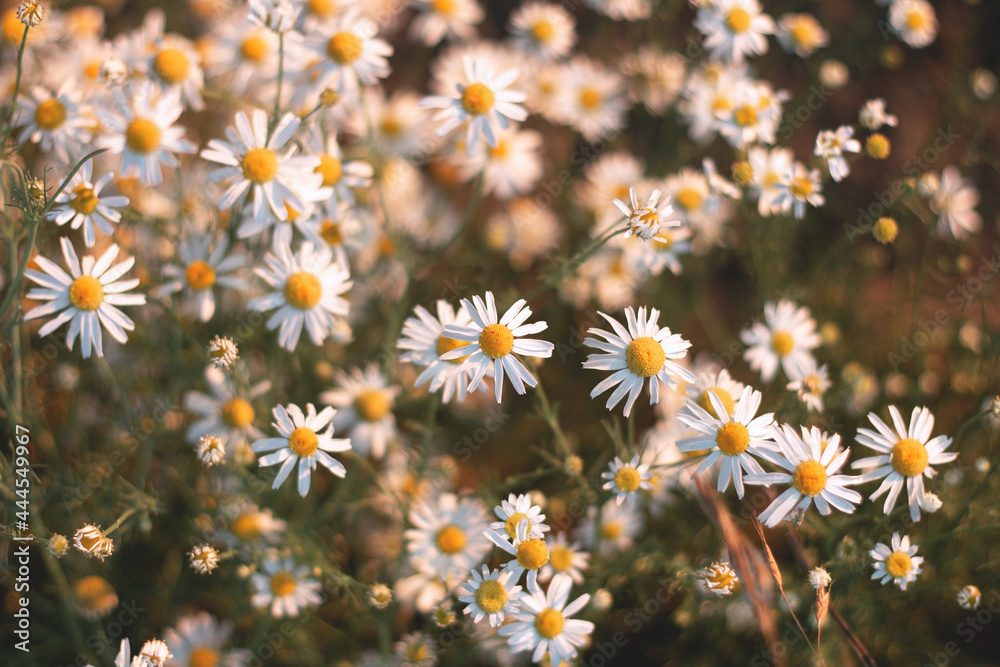 Chamomile flowers close up. Small white flowers at sunset in summer