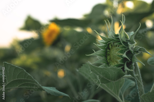 Sunflower before flowering in an agricultural field. Green sunflower on foliage background