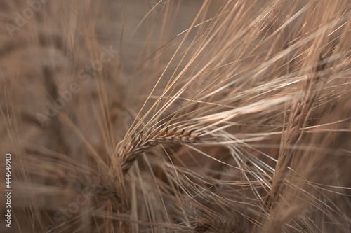 Close up of rye ears  field of rye in a summer sunrise time. Harvesting period