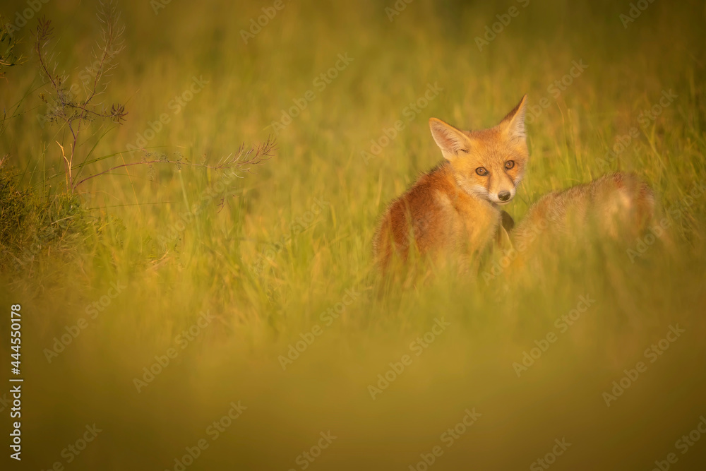 Fototapeta premium Cute Fox. Green nature background. Red Fox. Vulpes vulpes.