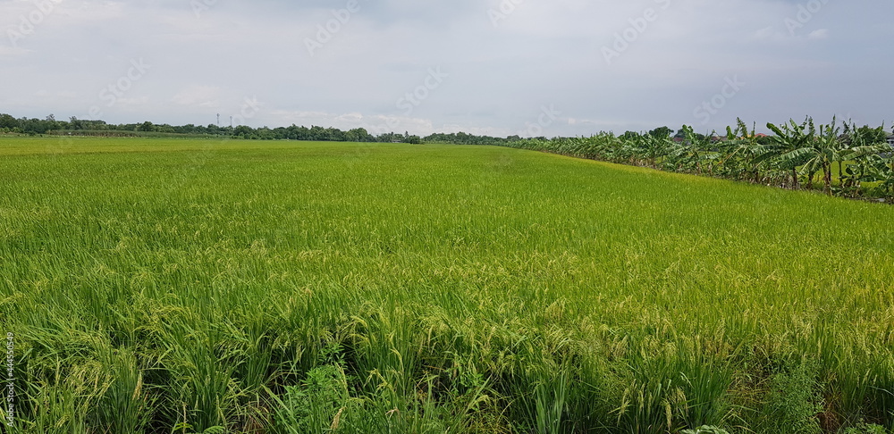 Obraz premium field of wheat