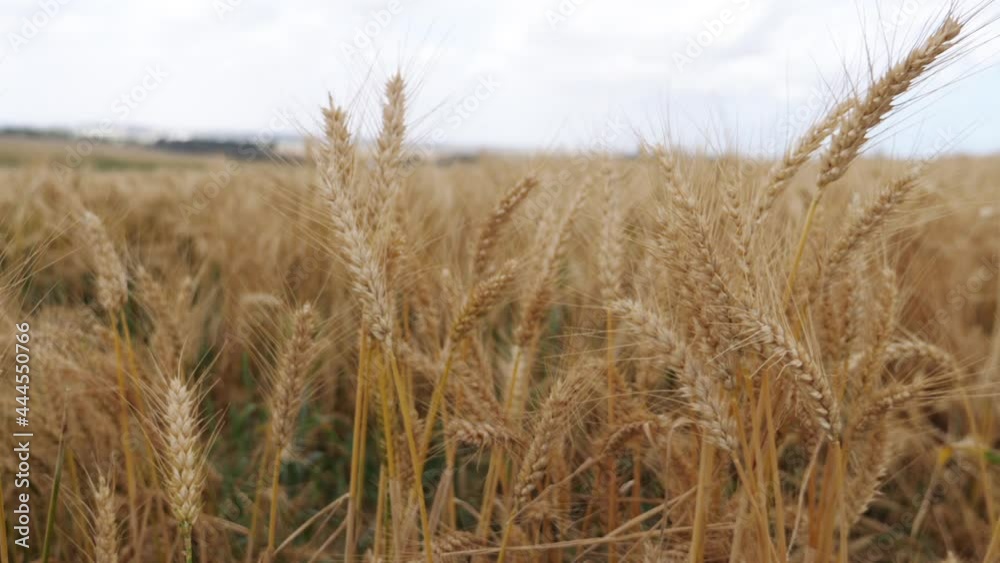 Wheat crops before harvest swaying in the summer wind Wheat crops before harvest swaying in the summer wind