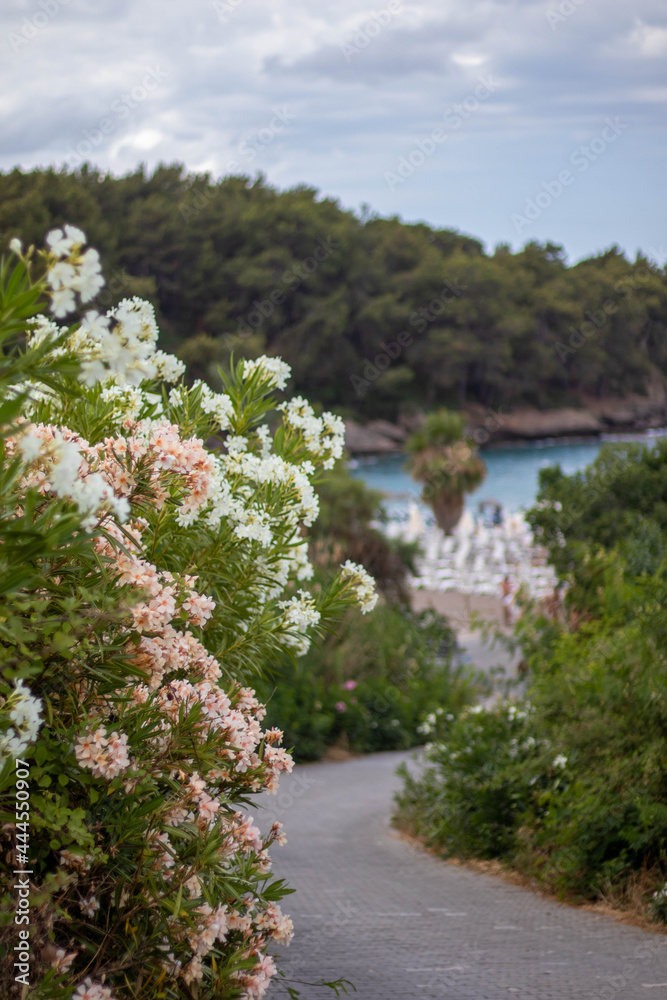 Turkish beach. Bushes of flowers