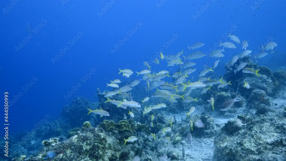 Seascape with School of Goatfish and Grunts in the turquoise water of coral reef in Caribbean Sea, Curacao Seascape with School of Goatfish and Grunts in the turquoise water of coral reef in Caribbean Sea, Curacao