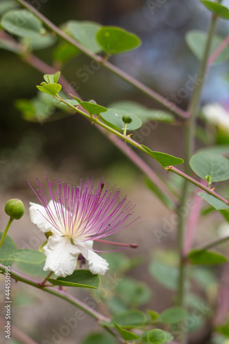 Capersnik. Capparis. Pink flower.