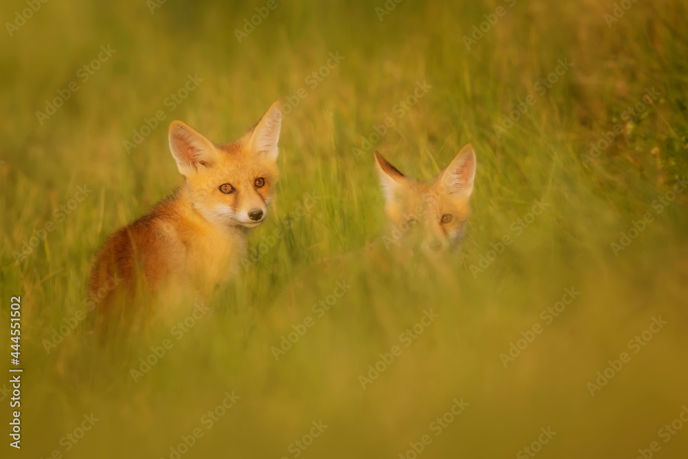 Fototapeta premium Cute Fox. Green nature background. Red Fox. Vulpes vulpes.