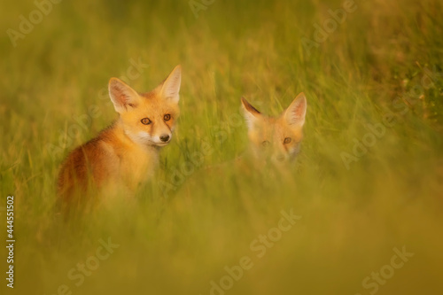 Cute Fox. Green nature background. Red Fox. Vulpes vulpes. © serkanmutan