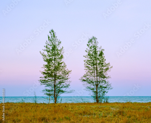 Pine trees on beach in twilight time.This is photo shot by Film and Grain filter effect.
