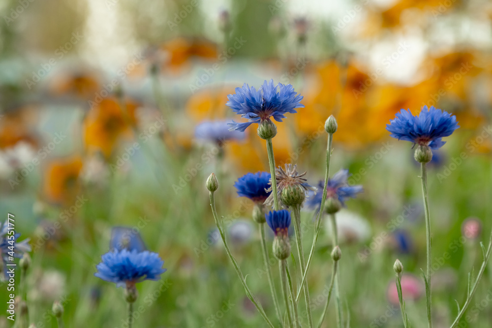 flowers in the field flowers in the field