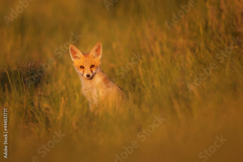 Cute Fox. Green nature background. Red Fox. Vulpes vulpes.