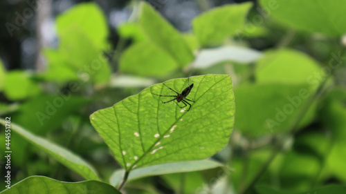 A spider hiding on the underside of a green leaf with the leaf