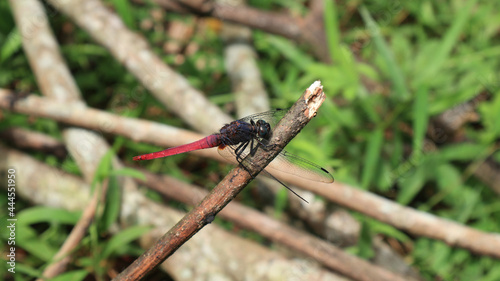 Close up of a red tailed dragonfly perch on a dry rubber stick
