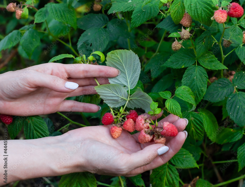 fresh young red raspberry in hand in the middle of summer fresh young red raspberry in hand in the middle of summer