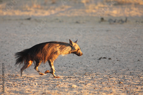 The brown hyena (Parahyaena brunnea) running from the waterhole in morning sun. photo