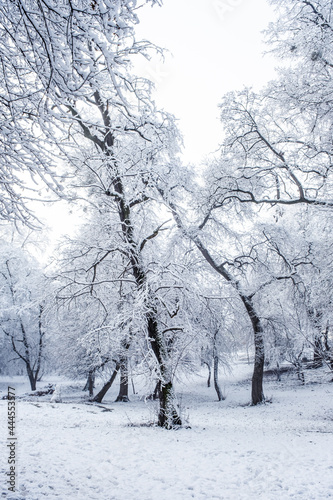 winter time in park from Sibiu city, Romania