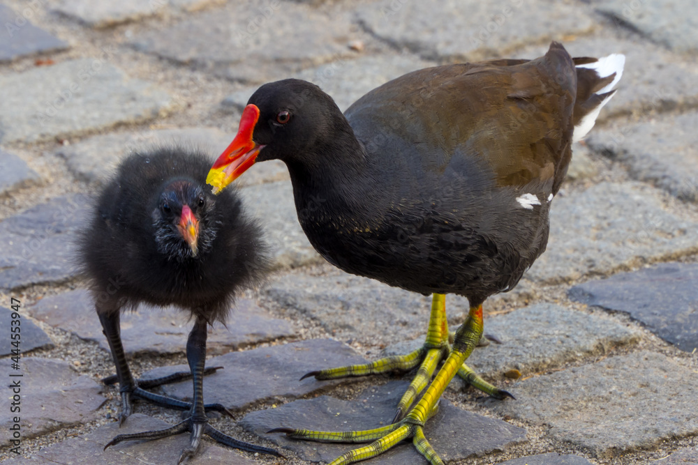 Moorhen feeds its nestling on the pavement in the city Moorhen feeds its nestling on the pavement in the city