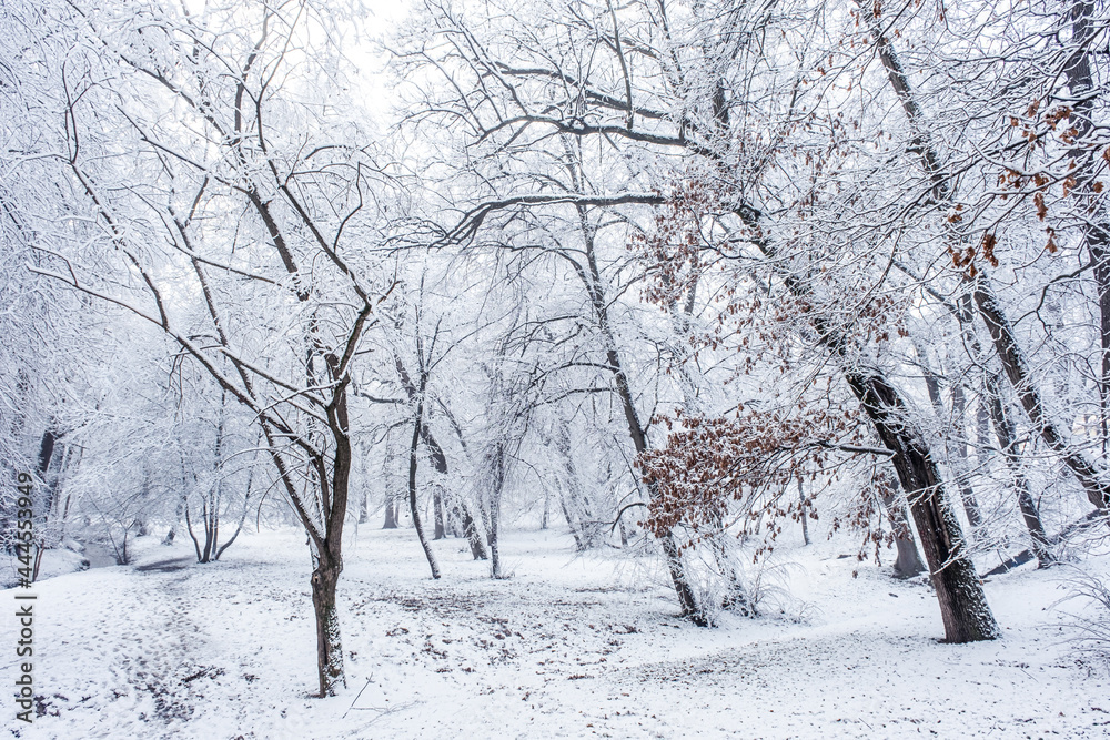 winter time in park from Sibiu city, Romania winter time in park from Sibiu city, Romania