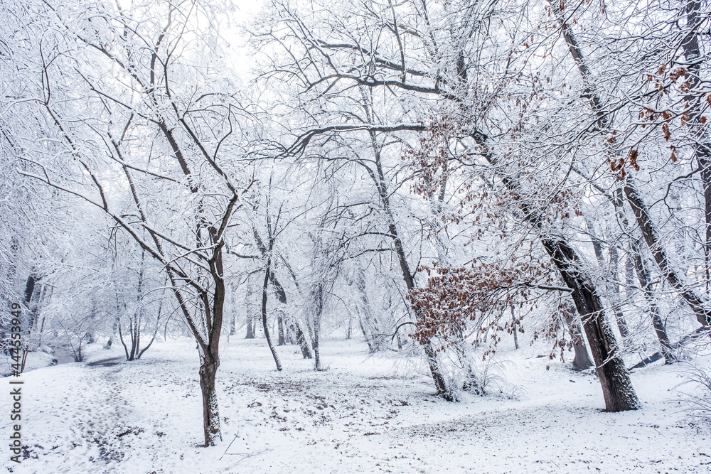 winter time in park from Sibiu city, Romania