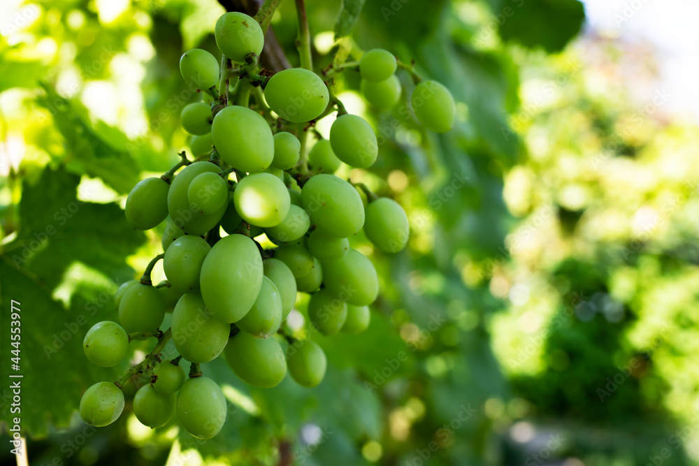 A young bunch of grapes in the vineyard in spring, close-up on a sunny day. Side view. A young bunch of grapes in the vineyard in spring, close-up on a sunny day. Side view.