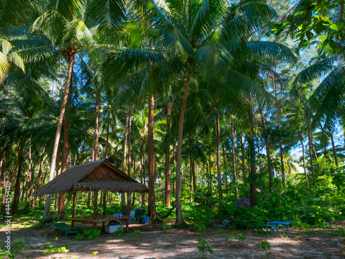 Resting place in a shade of palm jungle (Coconut Beach, Khao Lak, Phang Nga, Thailand) © Mayumi.K.Photography