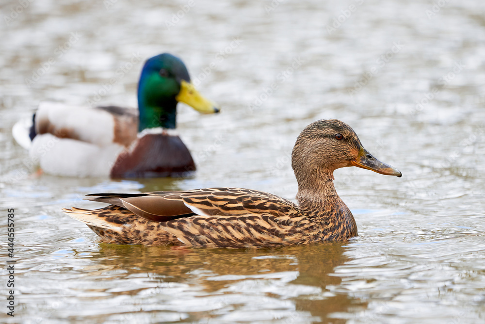 Mallard Male and Female swimming in the lake ( Anas platyrhynchos ) Mallard Male and Female swimming in the lake ( Anas platyrhynchos )