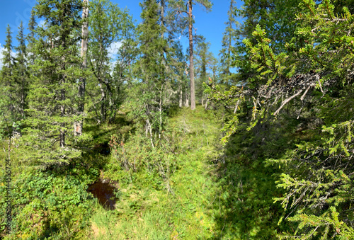 Green taiga thickets of spruce branches close up against the blue sky. younger small pine trees in front of older forest. Hot summer day in wilderness of Lapland. Finland.