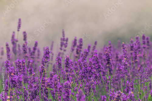 Close-up detailed photo of purple Lavandula (Lavender) flowers against green natural background.