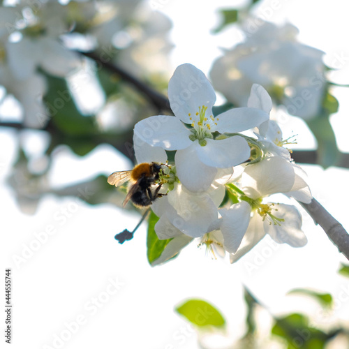 a bee pollinates white flowers