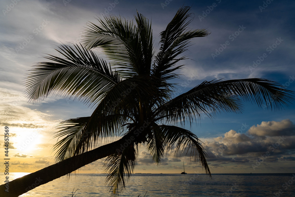 Sunset on tropical sea with palm tree. Summer, vacation, tropical resort and travel concept. copy space 