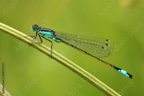 Male Blue Tailed Damselfly. Scientific name, Ischnura elegans. Damselfly is perched on a plantain grass stem. © Scorsby