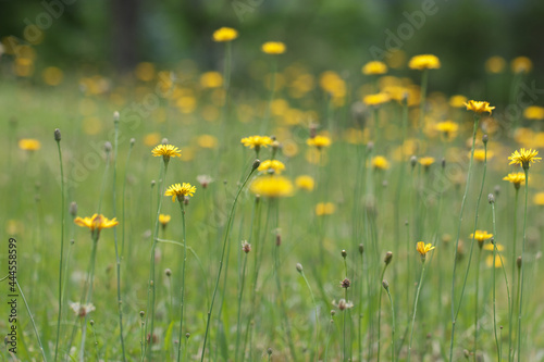 黄色い野生のタンポポ群生 © 花Kasumi