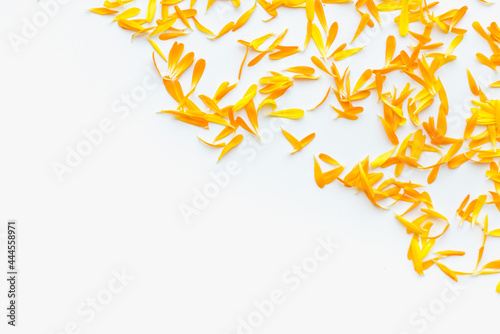 medicinal plants, calendula flowers on a white background, orange flowers, colored background, calendula petals on a white background 