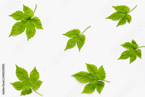 Green leaves isolated on white. Leaves on a white background. 