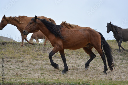 Herd of horses. Hill. Overcast. Ile-Alatau mountains, Almaty region, Kazakhstan. ..