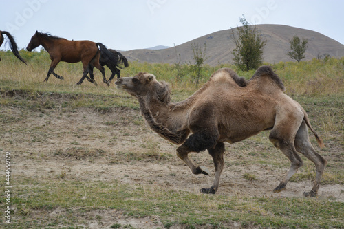 Camel on the background of a horse. Hill. Overcast. Ile-Alatau mountains  Almaty region  Kazakhstan.