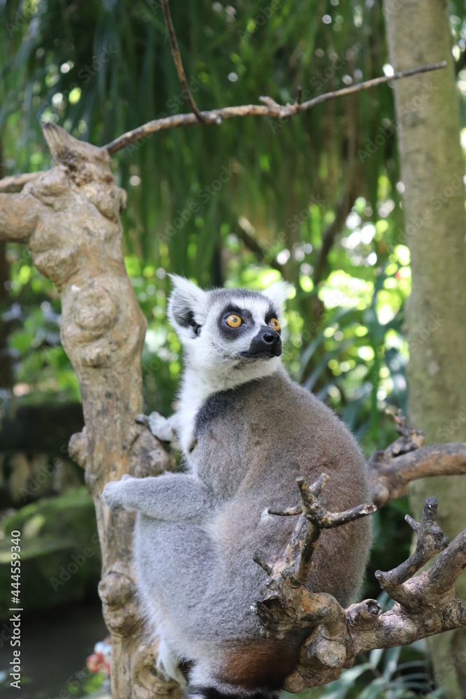 Obraz premium lemur on a tree
