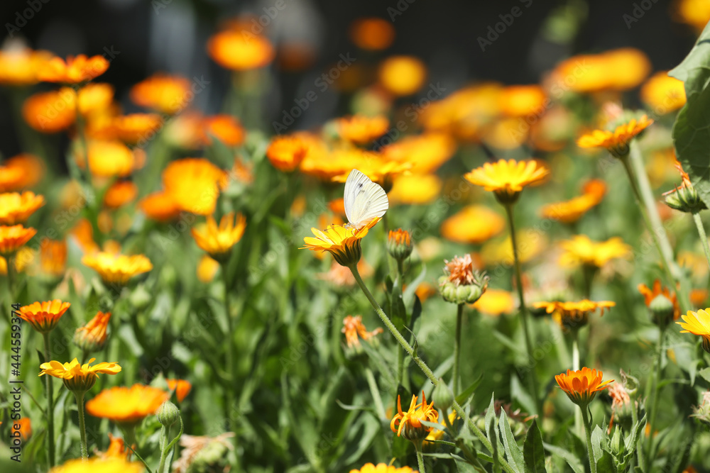 Beautiful white butterfly on calendula flower outdoors