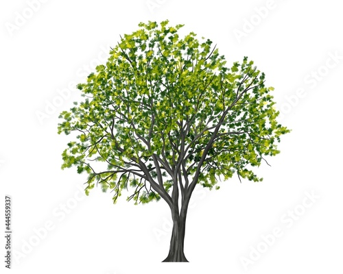 watercolor tree side view isolated on white background for landscape and architecture layout drawing, elements for environment and garden