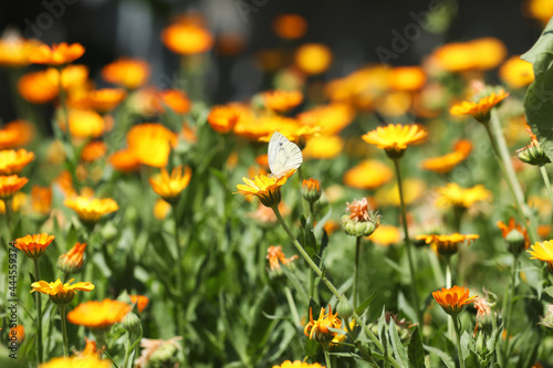 Beautiful white butterfly on calendula flower outdoors © New Africa