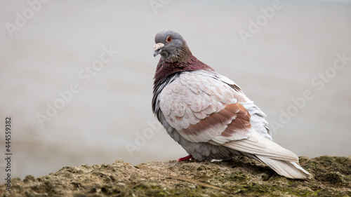  A colourful pigeon at rest close up