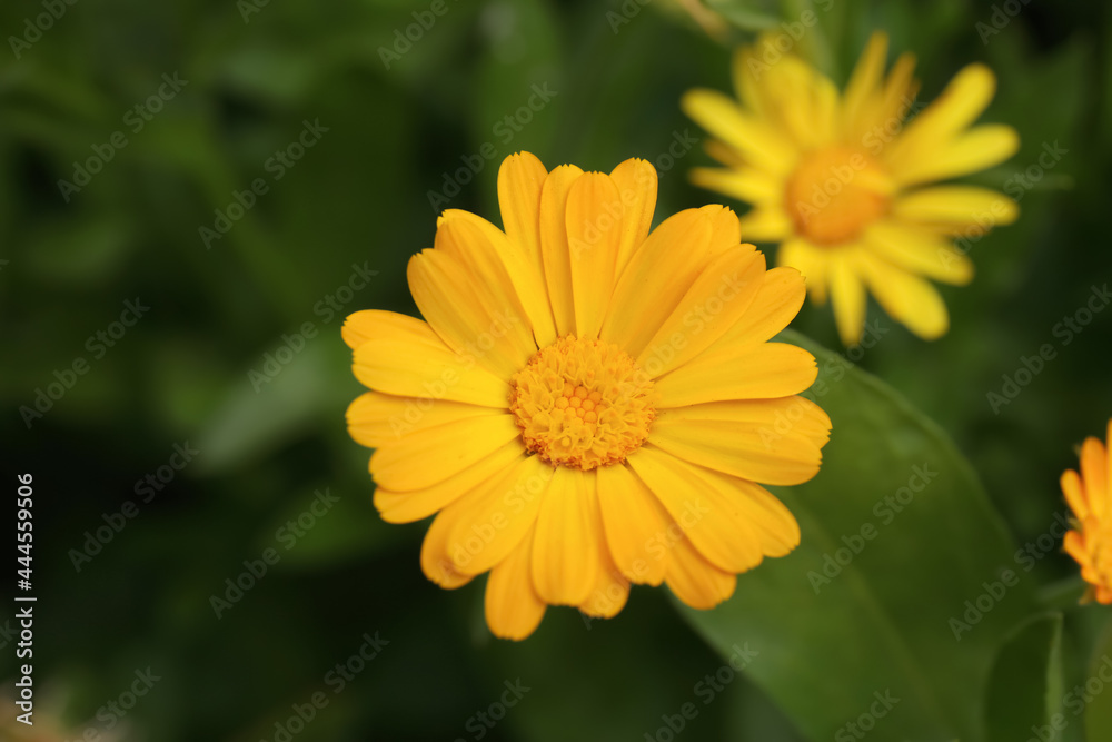 Beautiful blooming calendula flower outdoors, closeup view Beautiful blooming calendula flower outdoors, closeup view