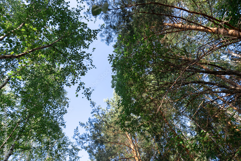 Fototapeta premium trees in the forest