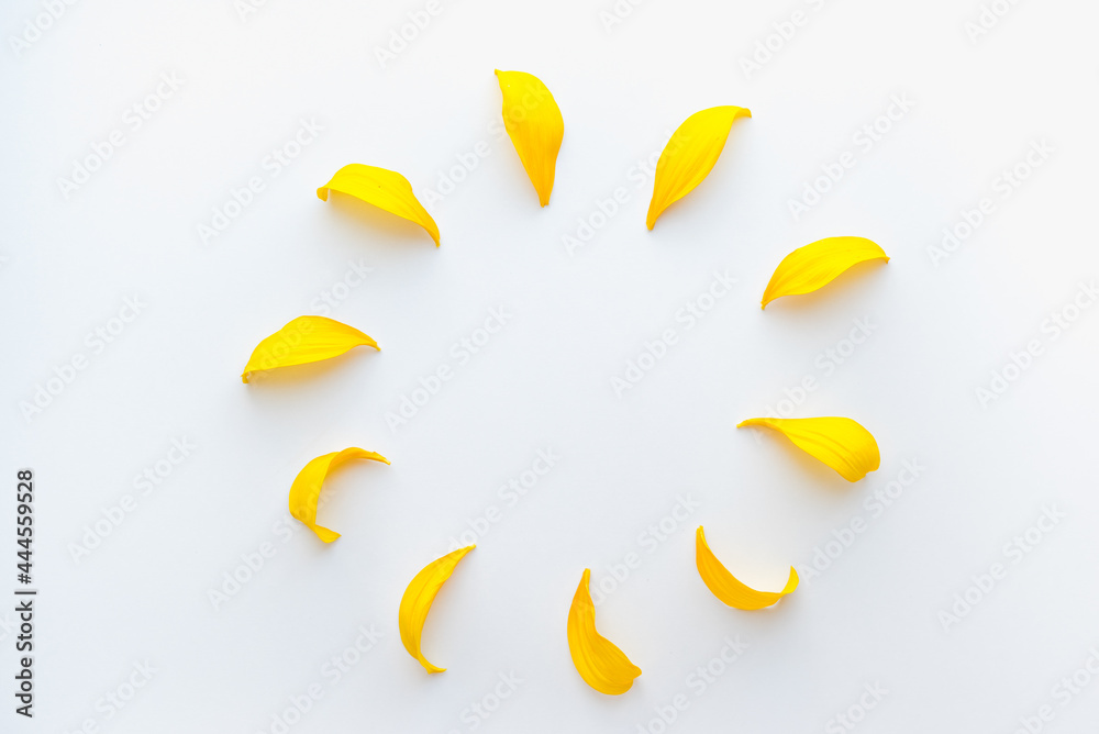 yellow petals on a white background, colored background, texture of petals 