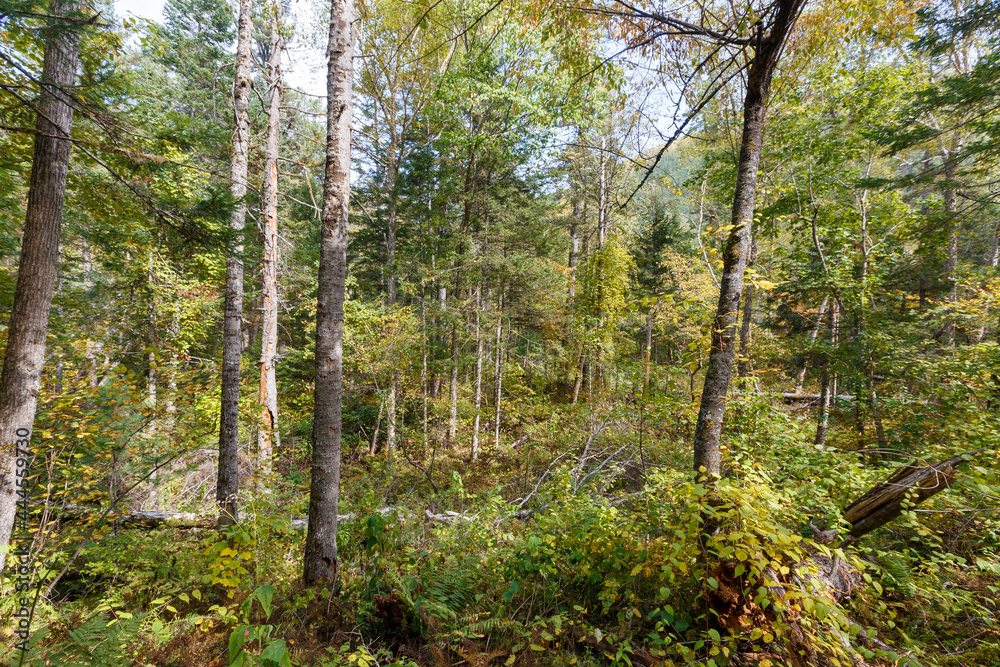 Obraz premium Sikhote-Alin Biosphere Reserve. Dense protected forest very. Tall trees stand on the hill.