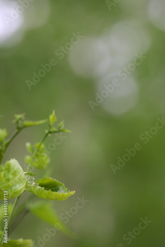 白樺の新芽縦